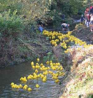 Racing ducks